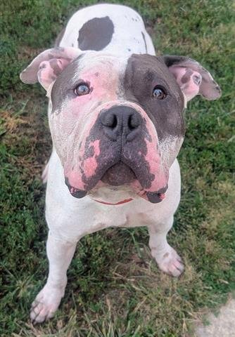 MCLOVIN - Pit Bull Terrier available for adoption