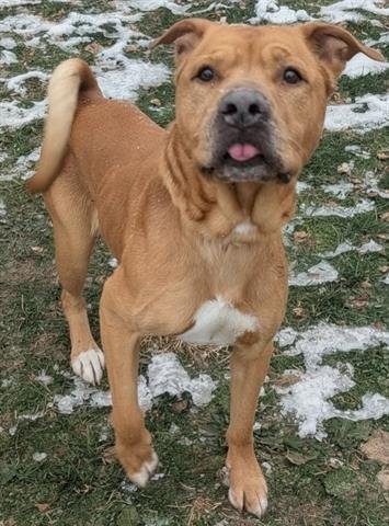 ALBUS - Chinese Shar-Pei available for adoption