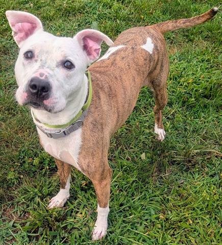 PFEIFFER - Pit Bull Terrier available for adoption