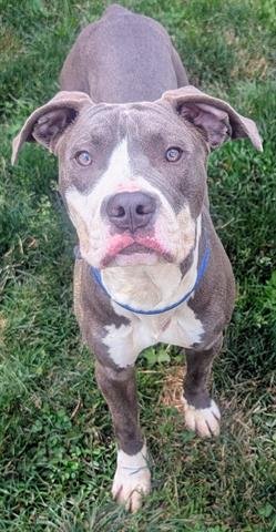 STARK - American Pit Bull Terrier available for adoption