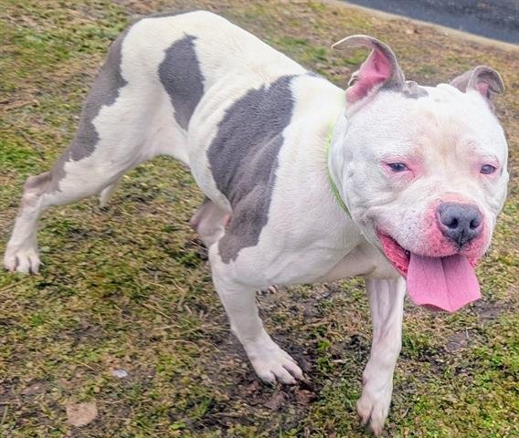 NORTH - American Staffordshire Terrier available for adoption