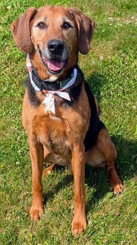 ELVIS - Black and Tan Coonhound available for adoption