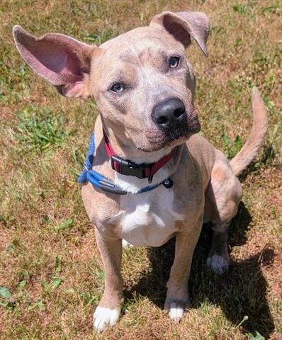 GRASSHOPPER - Pit Bull Terrier for adoption in Akron