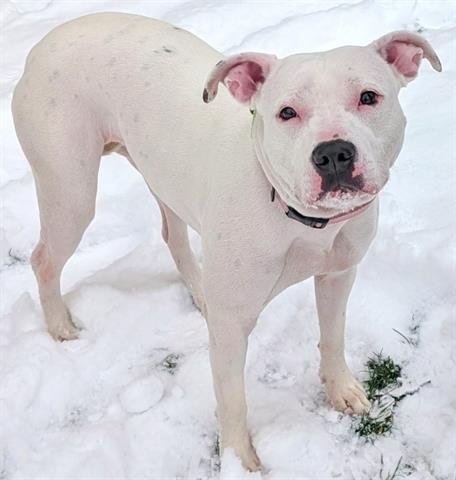 MILKSHAKE - Pit Bull Terrier available for adoption