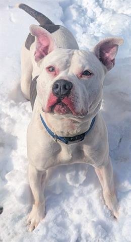 KUBOTA - American Bulldog / American Pit Bull Terrier available for adoption
