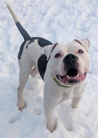 MOE - American Bulldog / Staffordshire Bull Terrier available for adoption
