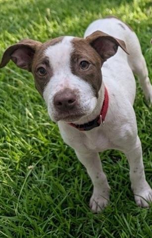WINNIE - Pit Bull Terrier available for adoption