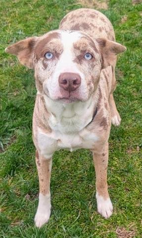 BLUE - Catahoula Leopard Dog available for adoption