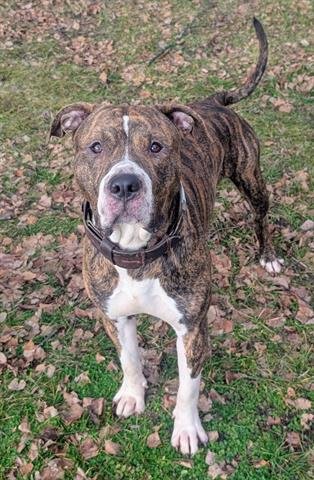 CAPONE - Pit Bull Terrier / Boxer available for adoption