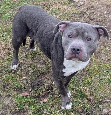 WEST - American Staffordshire Terrier available for adoption