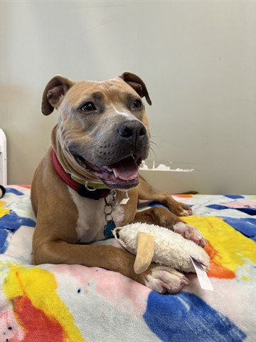 PEGGY - Pit Bull Terrier for adoption in Akron