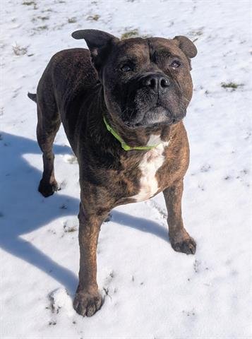 MARS - Pit Bull Terrier available for adoption