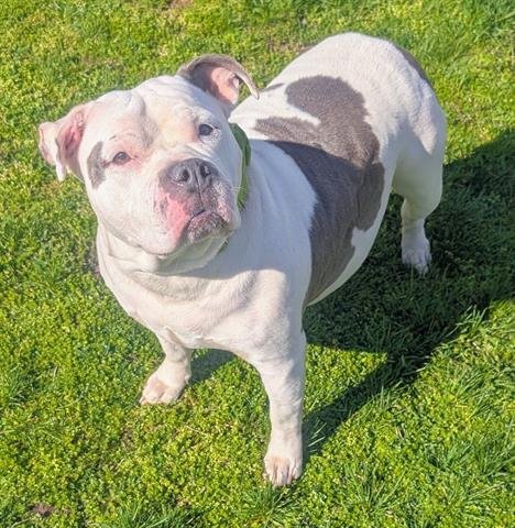 SNICKERS - American Bulldog available for adoption