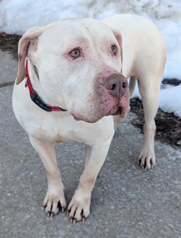 OLAF - American Bulldog / American Staffordshire Terrier available for adoption