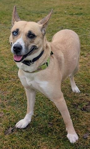 TARO - Husky available for adoption