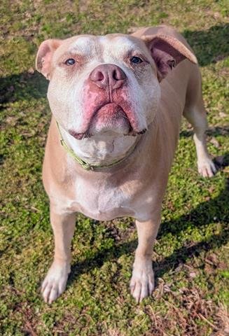 BAKED BEAN - Pit Bull Terrier available for adoption