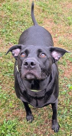 HONEY - Labrador Retriever for adoption in Akron