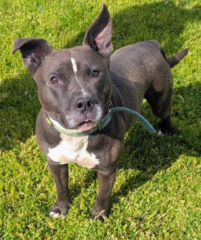DAYTON - Pit Bull Terrier available for adoption