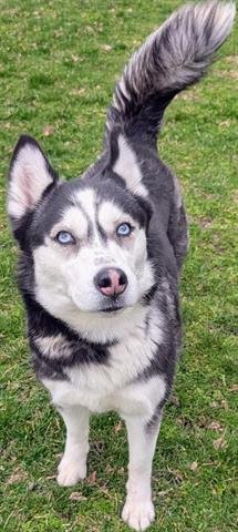 HYACINTH - Siberian Husky available for adoption