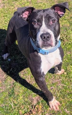 PIEROGI - American Pit Bull Terrier available for adoption