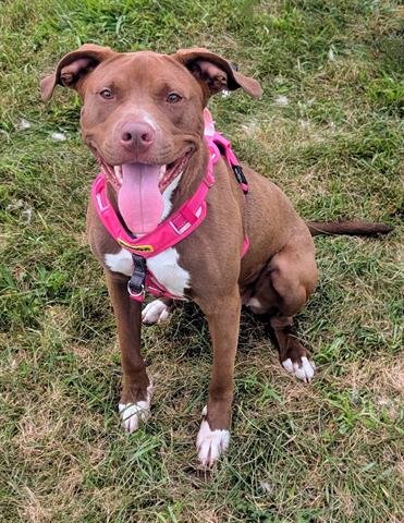BRITTNEY - Pit Bull Terrier available for adoption