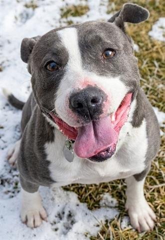 DUBLIN - Staffordshire Bull Terrier for adoption in Akron