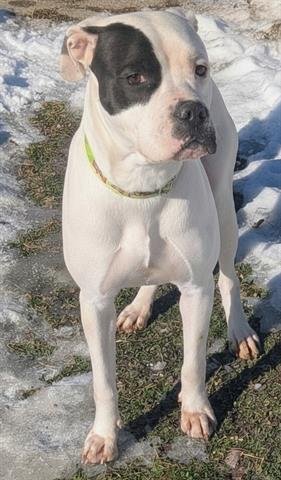 SNOWDROP - American Staffordshire Terrier / Pit Bull Terrier available for adoption
