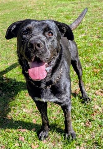 TUBBS - English Shepherd available for adoption