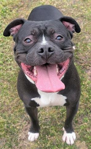 SANDERS - Staffordshire Bull Terrier available for adoption
