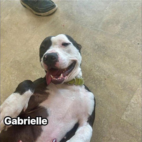 GABRIELLE - Pit Bull Terrier available for adoption