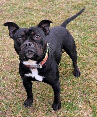 SAVINO - Staffordshire Bull Terrier available for adoption