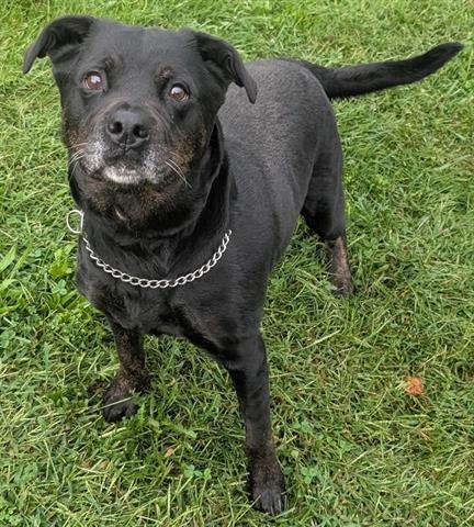 MARIE - Labrador Retriever available for adoption