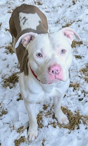 GHOST - Pit Bull Terrier available for adoption