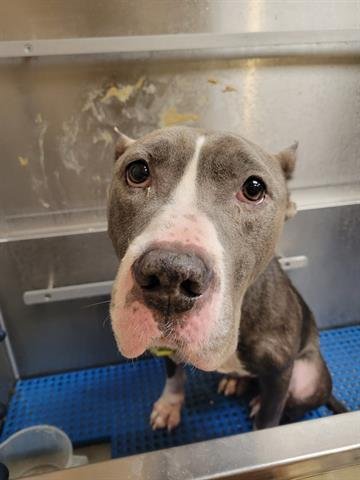 SPUDZ - American Staffordshire Terrier available for adoption