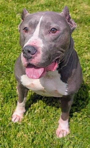 SPUDZ - American Staffordshire Terrier for adoption in Akron