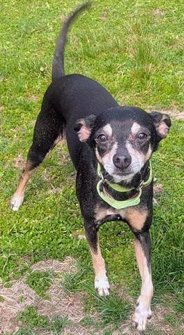 GRACE - Miniature Pinscher available for adoption