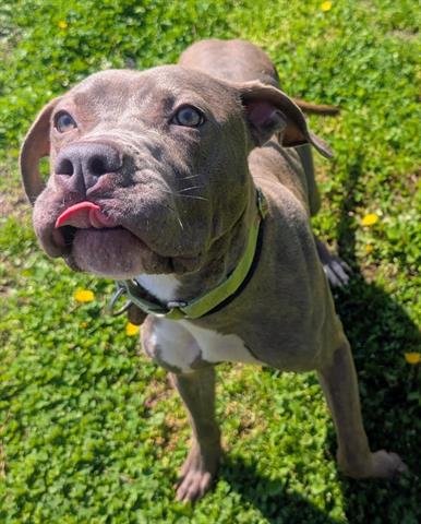 CHARDONNAY - Pit Bull Terrier available for adoption