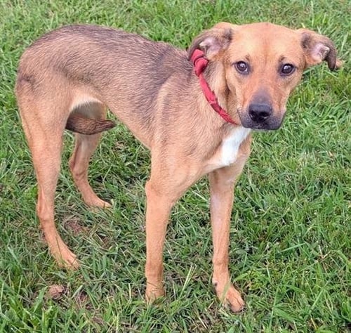 CHARLIE - Black and Tan Coonhound available for adoption