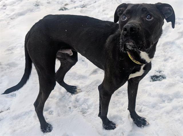 CLAY - Pit Bull Terrier available for adoption