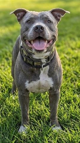 CHOWDER - American Staffordshire Terrier available for adoption