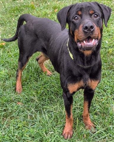 KIMA - Rottweiler available for adoption
