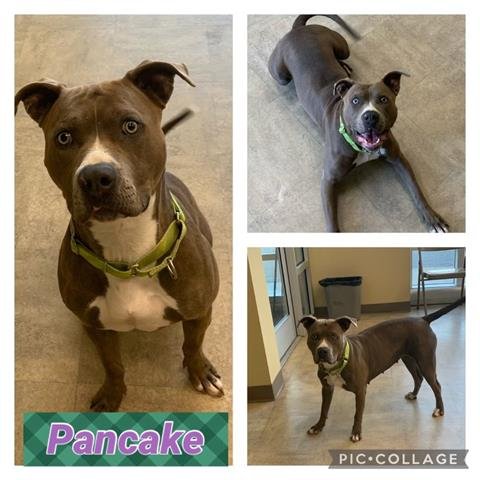 PANCAKE - American Staffordshire Terrier available for adoption