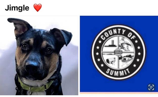 MARCUS - German Shepherd Dog available for adoption