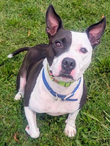 RUPPERT - Pit Bull Terrier available for adoption