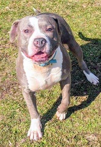 DOROTHY - Pit Bull Terrier available for adoption