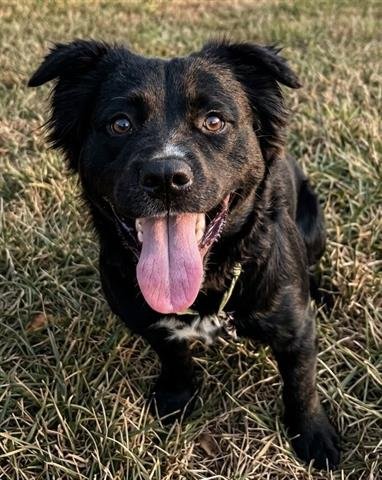 MR.BEAN - Border Collie / Labrador Retriever available for adoption