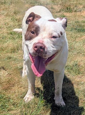 BRUTUS - American Staffordshire Terrier / Mastiff available for adoption