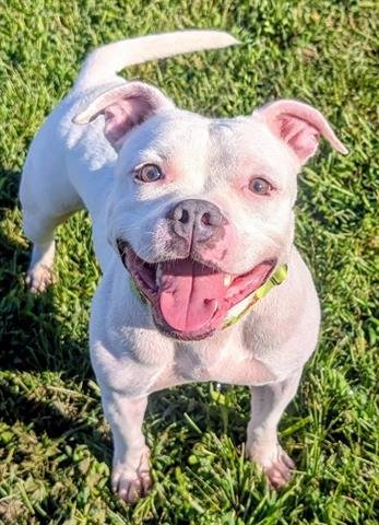 LIL DEBBIE - Staffordshire Bull Terrier available for adoption