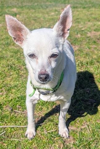 JUNO - Chihuahua available for adoption