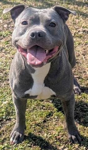 ROSE - Pit Bull Terrier available for adoption